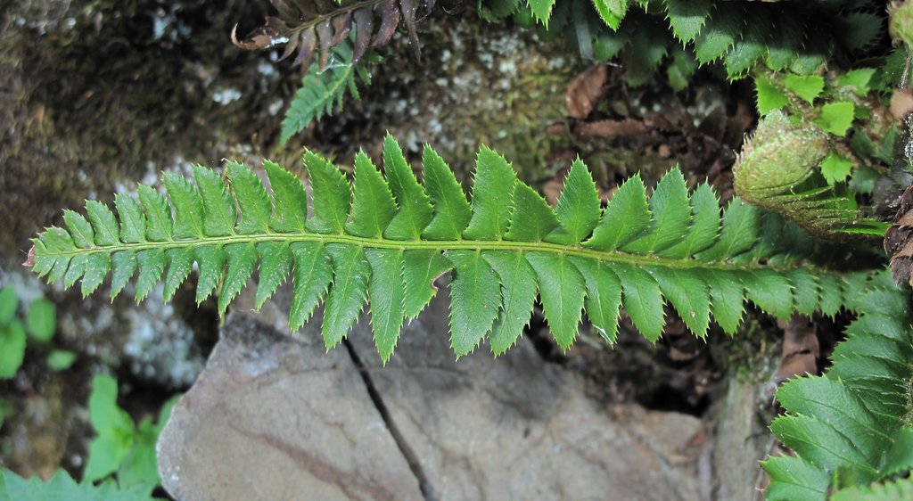 Polystichum lonchitis